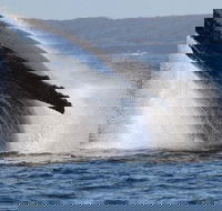 Jervis Bay Whale Watching Tour - Accommodation Asia