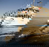 Jervis Bay Dolphin Watch Cruise - Accommodation Asia