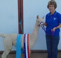 Marchmont Park Alpacas - Accommodation Asia