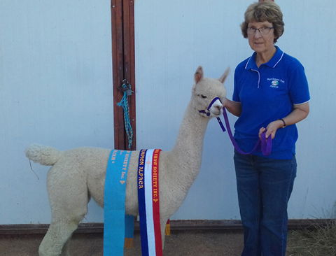Marchmont Park Alpacas - Accommodation Asia 0