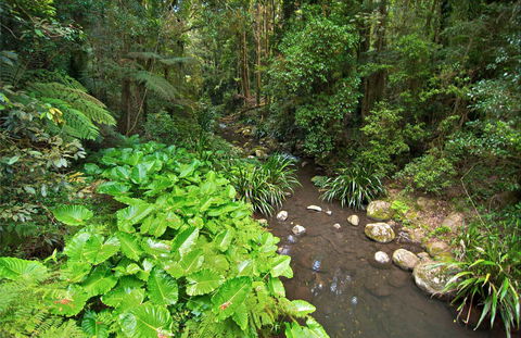 Brindle Creek Walking Track - Accommodation Guide 0