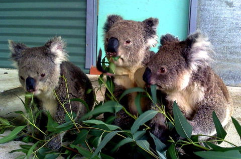Cohunu Koala Park - Accommodation Guide 0