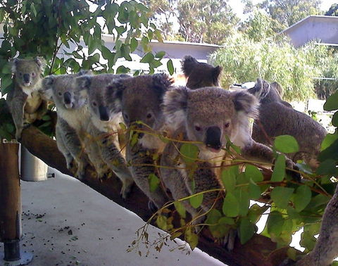 Cohunu Koala Park - Accommodation Guide 1