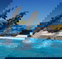 Dolphin Marine Conservation Park - Accommodation Asia