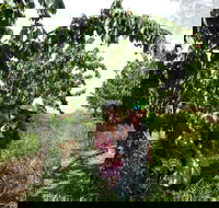 Harben Vale Pick Your Own Cherries - Accommodation Guide