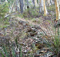 Historic Water Race Walking Track - Accommodation Guide
