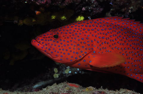 Maori Wrasse Bommie Dive Site - Accommodation China 0