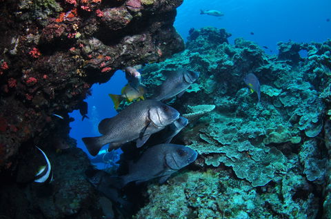 Maori Wrasse Bommie Dive Site - Accommodation China 1