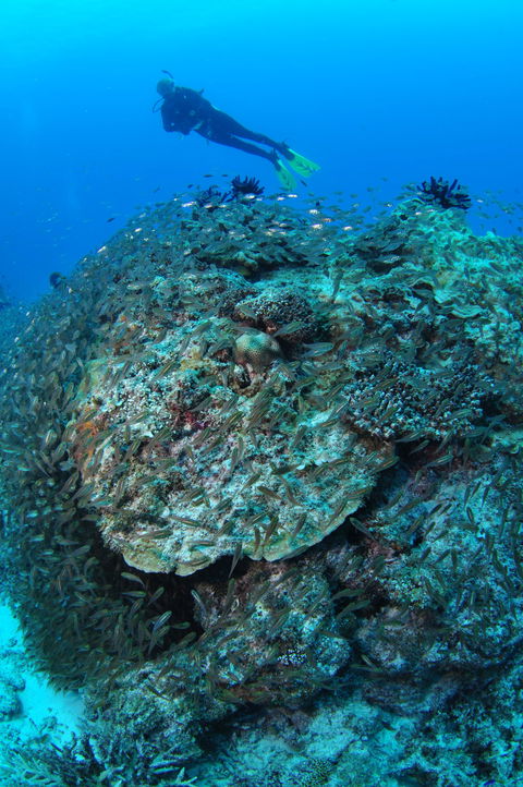 Maori Wrasse Bommie Dive Site - Accommodation China 2