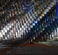 Mountain Bike Trails Tumbarumba - Accommodation China