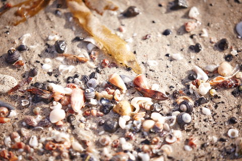 Mushroom Reef Beach - Accommodation Asia 1
