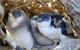 Penguin Island - thumb 0