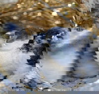 Penguin Island - Accommodation China