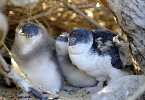 Penguin Island - Accommodation Asia 0