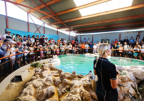 Penguin Island - Accommodation Asia 1