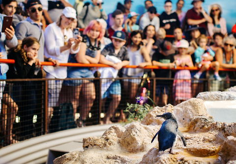 Penguin Island - Accommodation Asia 2