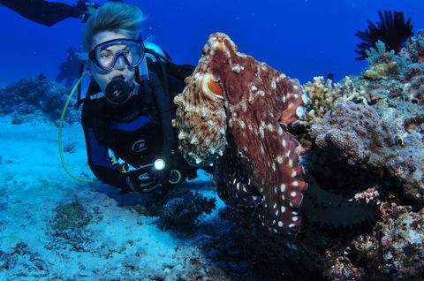 Second Reef Dive Site - Accommodation China 2