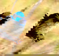 Shepherds Bush - Accommodation Asia