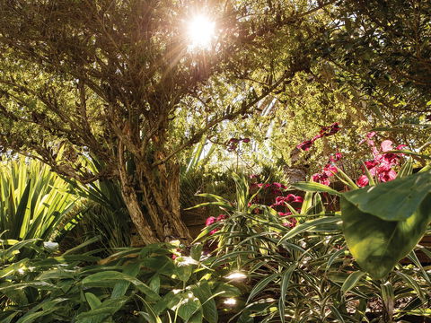 Wendy Whiteley's Secret Garden - Accommodation Asia 1