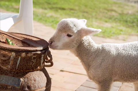 White Ridge Farm - Accommodation Guide 2