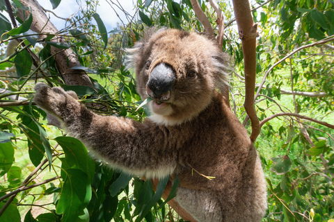 Wildlife Wonders - Accommodation Asia 1