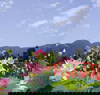 Blue Lotus Water Garden - Accommodation Guide