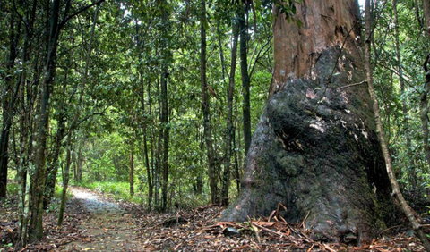 Blue Gum Loop Trail - Accommodation Asia 0