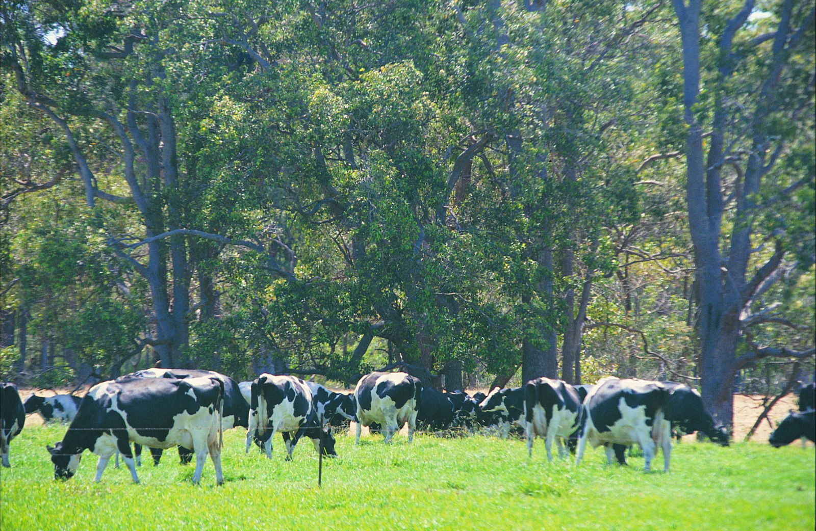 North Boyanup WA Accommodation Asia