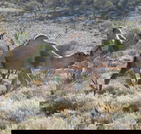 Canning Stock Route - Accommodation Asia