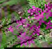 Cassinia Walking Track - Accommodation Asia