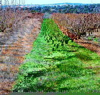 Hall Family Orchards - Accommodation China