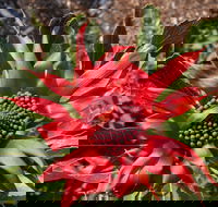 Inverawe Native Gardens - Accommodation Guide