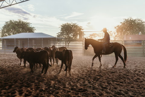 Katherine Outback Experience - Horse Riding Experience - Accommodation Guide 2