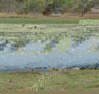 Leaning Tree Lagoon Nature Park - Accommodation Guide