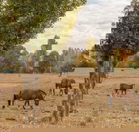 Lemington - Accommodation Asia