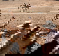 Monarto Safari Park - Accommodation Guide