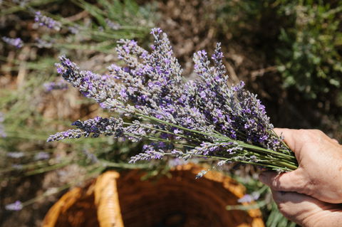 Nannup Lavender Farm - Accommodation Guide 2