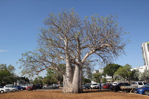 Old Boab Tree In Cavenagh Street - Accommodation China 0