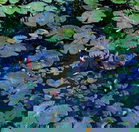 Pine Creek Water Gardens - Accommodation Guide
