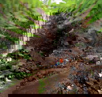 Queen Mary Falls circuit Main Range National Park - Accommodation China