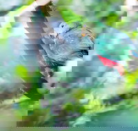 Satinbird Stroll - Accommodation China