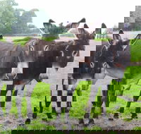 The Good Samaritan Donkey Sanctuary - Accommodation China