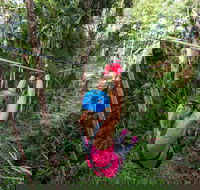 TreeTop Challenge - Sunshine Coast - Accommodation Guide