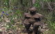 Understory Art In Nature - thumb 0