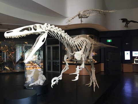 UNE Natural History Museum - Accommodation Guide 0