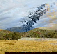 Weddin Mountains National Park - Accommodation Guide