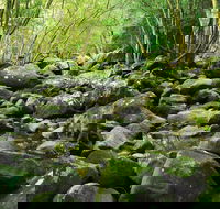 Wodi Wodi Walking Track - Accommodation Guide
