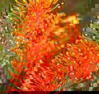 Wongan Hills Wildflowers - Accommodation Asia