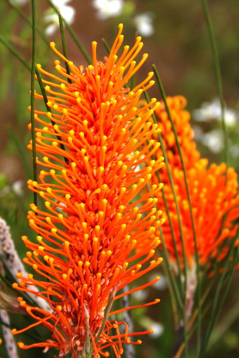 Wongan Hills Wildflowers - Accommodation Asia 0