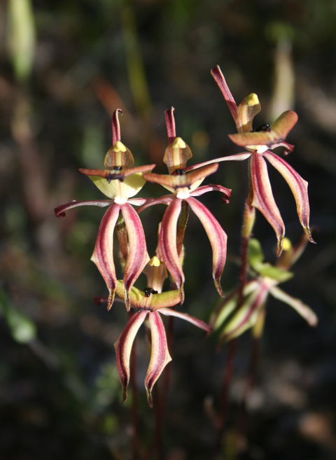 Wongan Hills Wildflowers - Accommodation Asia 1